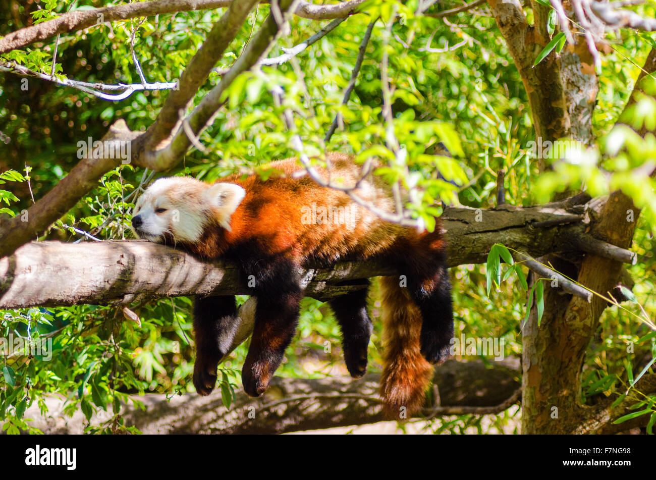 Una bella panda rosso giacenti su un ramo di albero dormendo distesa con le sue gambe penzolanti pendenti verso il basso. Il gatto rosso orso ha un Foto Stock