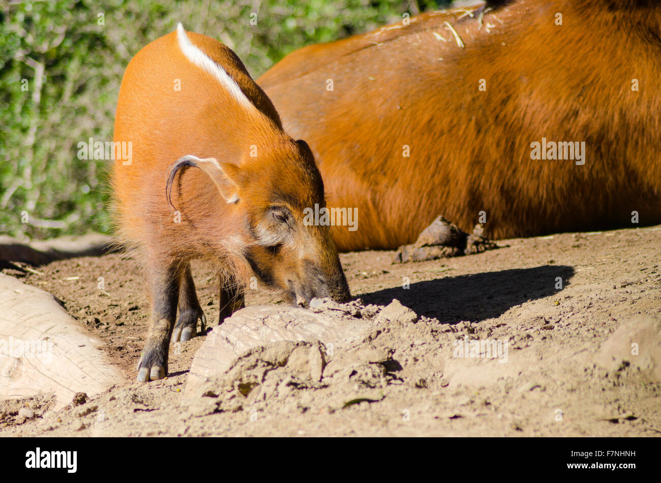 Una vista di profilo del Fiume Rosso hog, noto anche come Bush, maiale un maiale selvatico annusando il terreno. È sorprendente red rufus pelliccia con Foto Stock