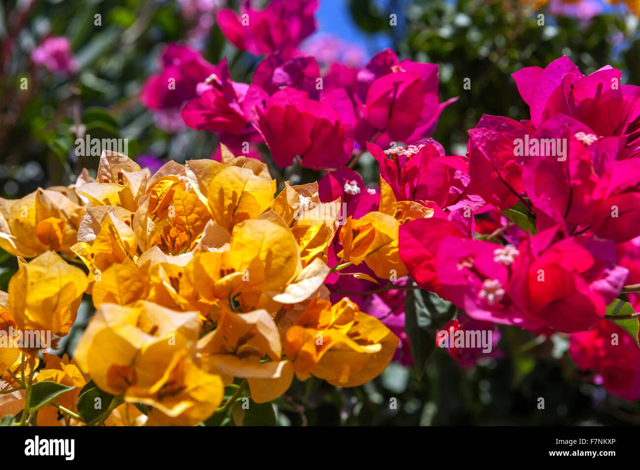 Giallo e viola fiori di bouganville, variazioni di colore, Santorini Cyclades isole Greche - Grecia Foto Stock