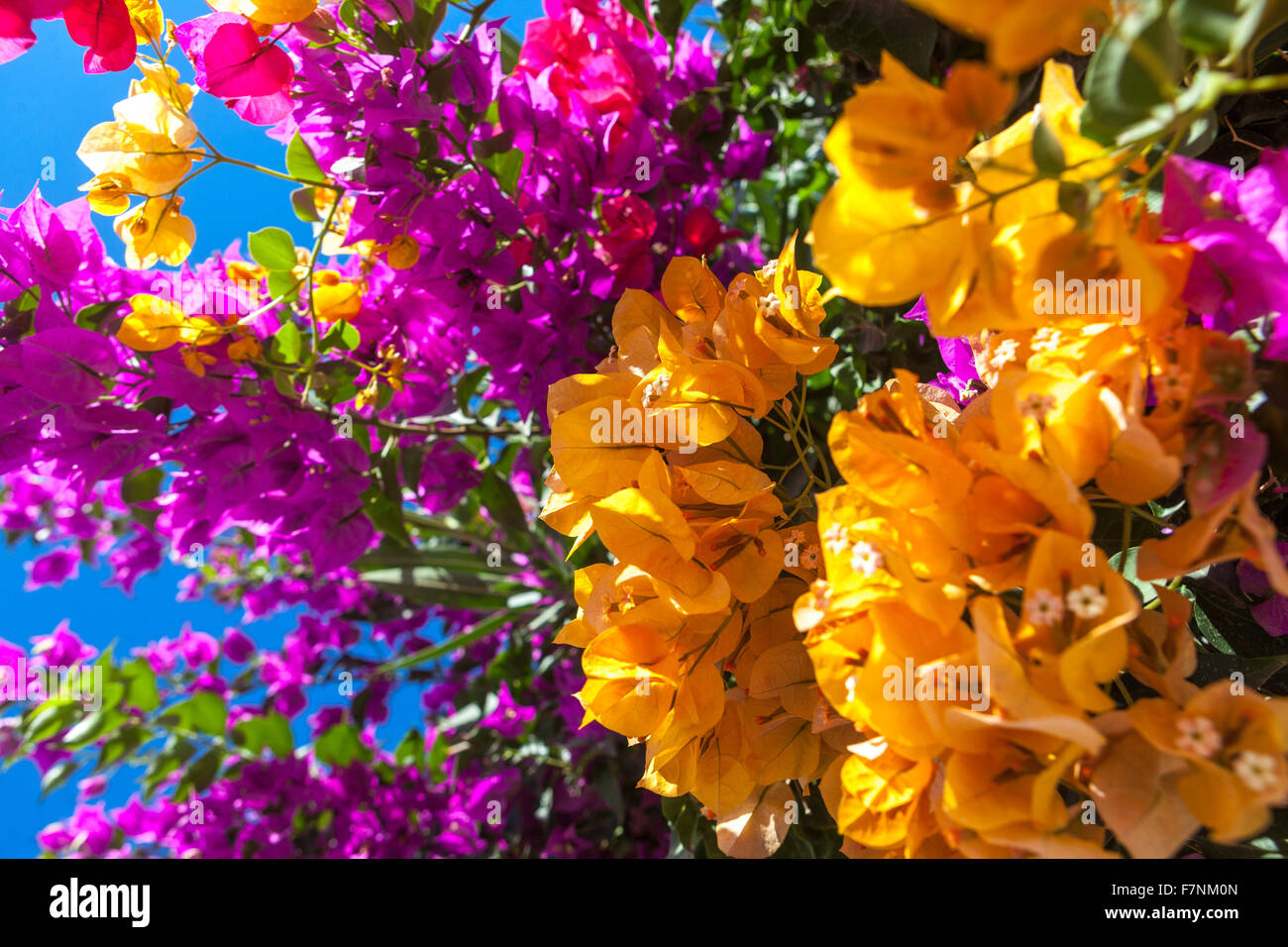 Splendidi arbusti fioriti, fiori di Bougainvillea arancione e pianta di arrampicata viola Grecia Foto Stock