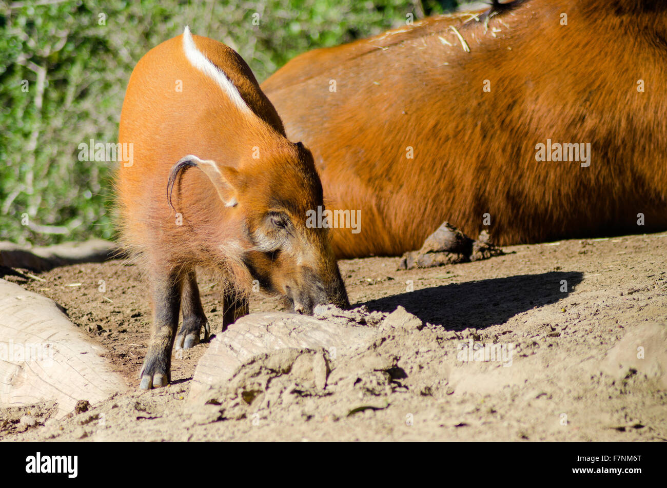 Una vista di profilo del Fiume Rosso hog, noto anche come Bush, maiale un maiale selvatico annusando il terreno. È sorprendente red rufus pelliccia con Foto Stock