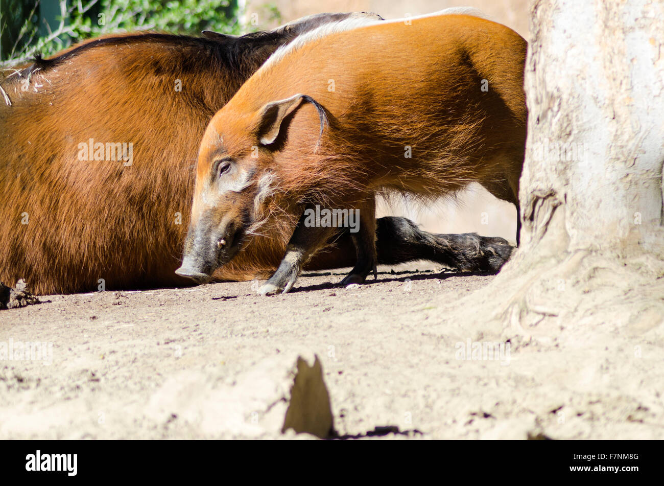Una vista di profilo del Fiume Rosso hog, noto anche come Bush, maiale un maiale selvatico annusando il terreno. È sorprendente red rufus pelliccia con Foto Stock