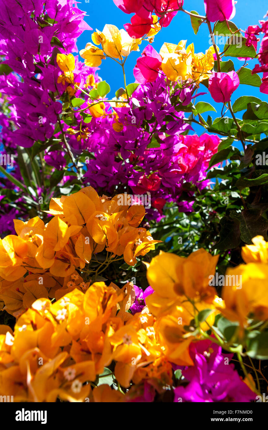 Arancio bougainvillea pianta fioritura, variazioni di colore, Santorini Grecia, Europa Foto Stock