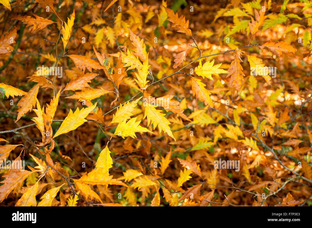 Foglie di autunno su una felce-leafed faggio Foto Stock