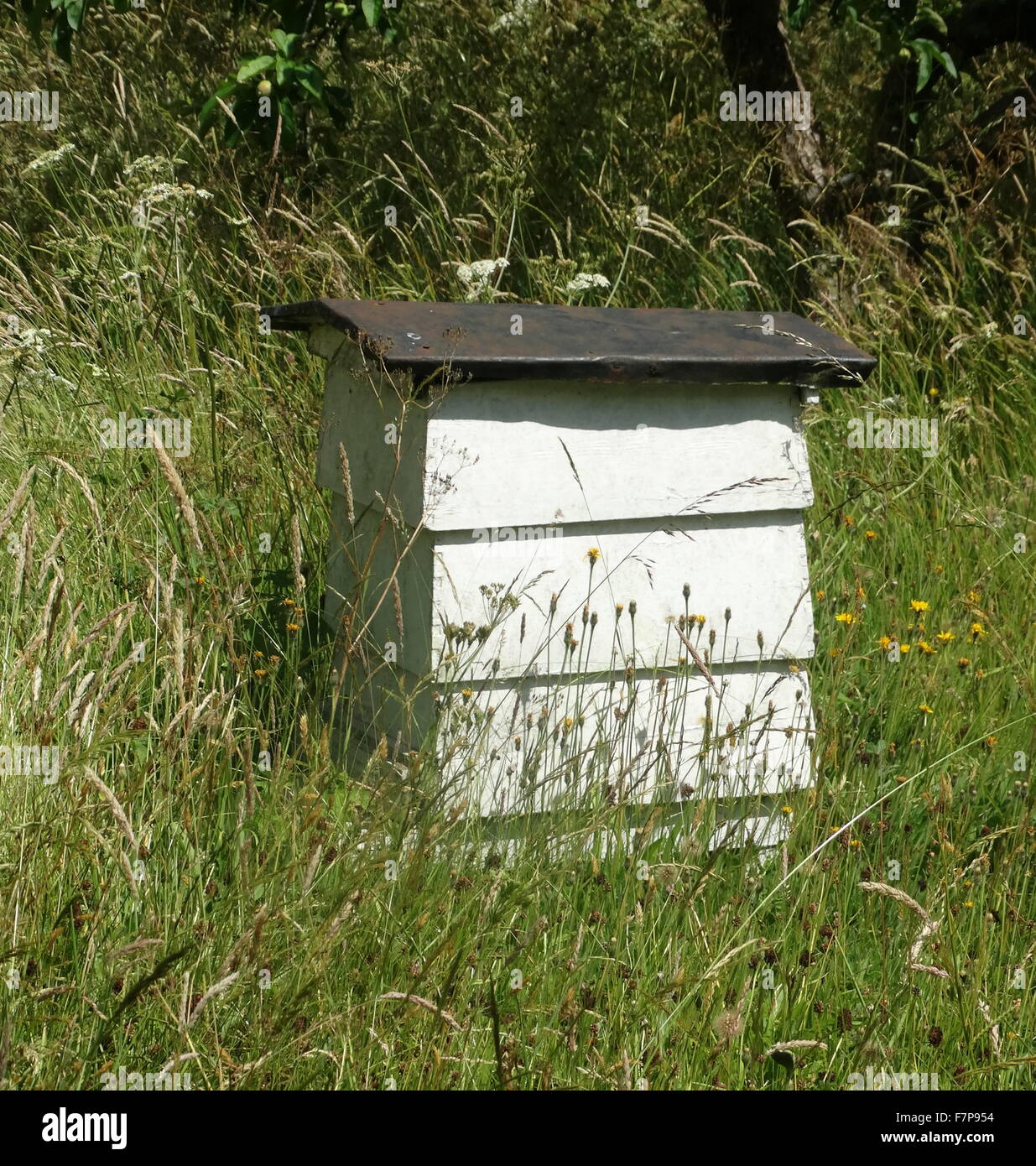 Xviii secolo beehive al Maniero Sulgrave, Inghilterra, casa ancestrale di George Washington. 2015 Foto Stock