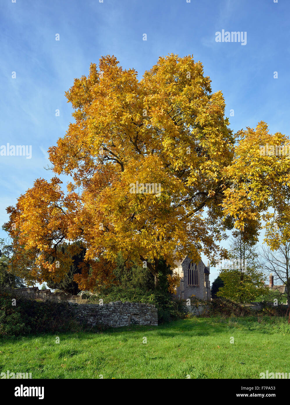 Shagbark Hickory Tree - Carya ovata colori autunnali a Tortworth cantiere della chiesa Foto Stock