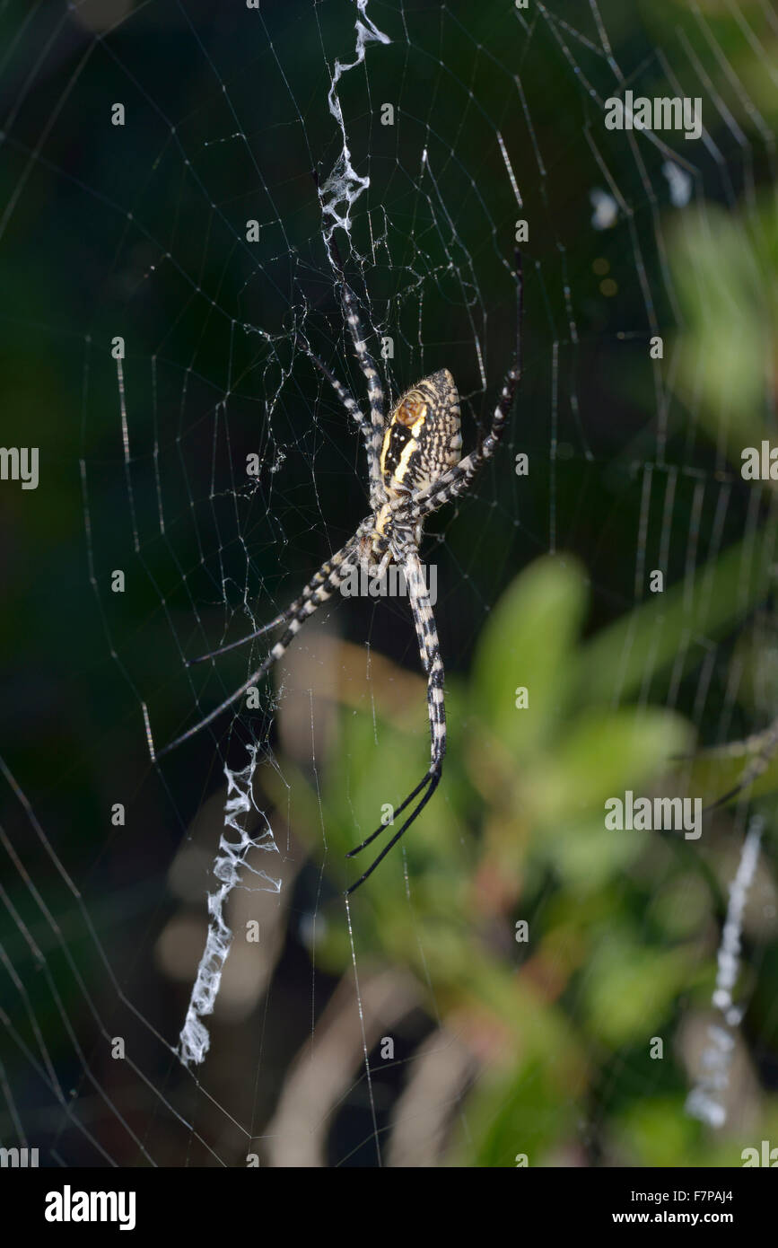 Wasp Spider - Argiope bruennichi Foto Stock