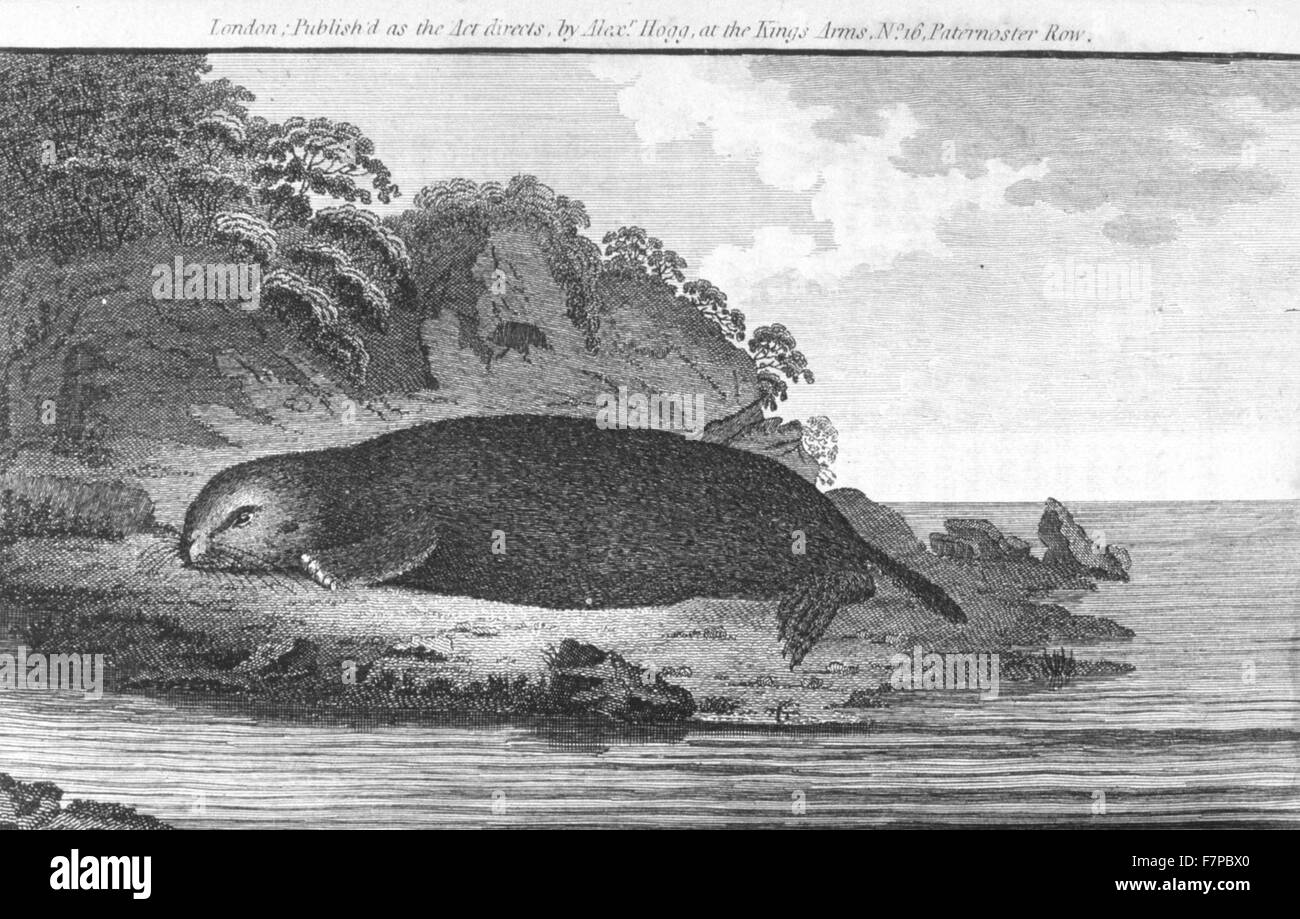 Una Lontra di mare;Captain Cook del primo, secondo, terzo e ultimo viaggi, 1790 Foto Stock