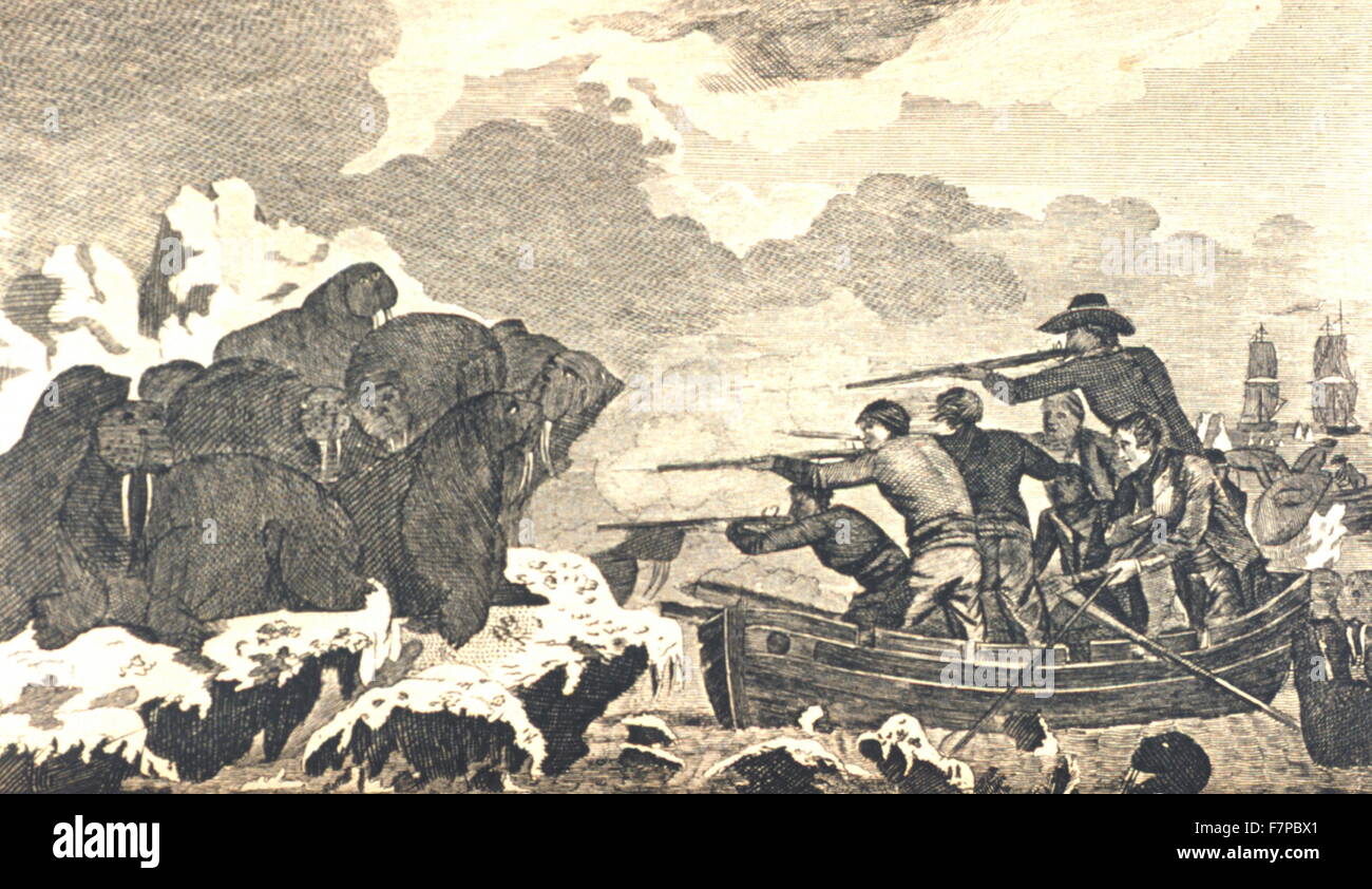 Cavalli marini (leoni marini) trovati sul ghiaccio sulla costa occidentale del Nord America;Captain Cook del primo, secondo, terzo e ultimo viaggi, 1790 Foto Stock