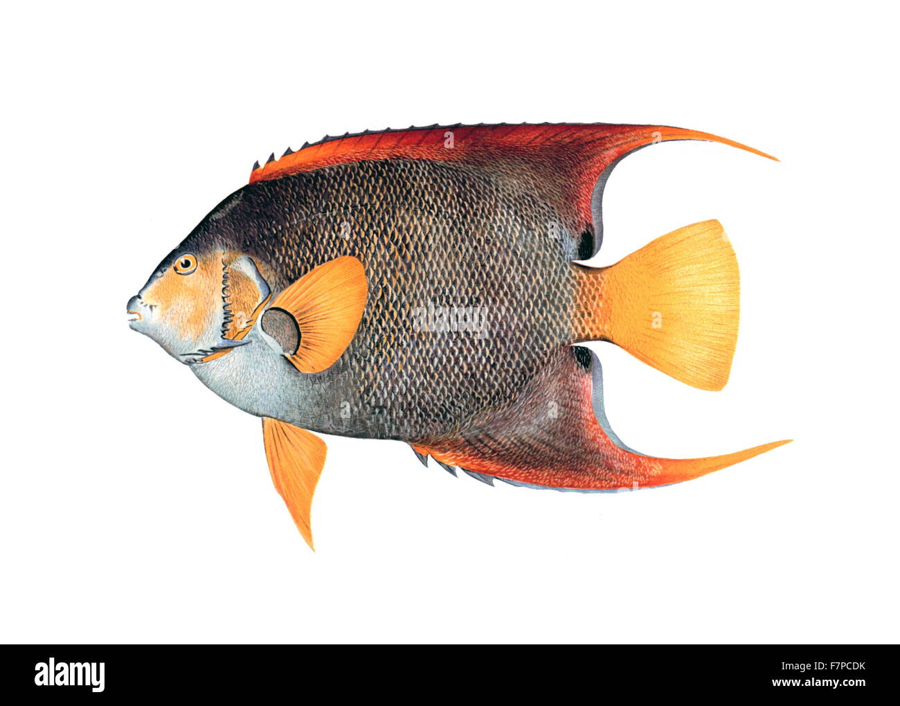 Angelichthys ciliaris (Linnaeus). Blue Angel-pesci;Mariposa. In: "i pesci del Porto Rico', da Barton Warren Evermann e Millard Caleb Marsh. Bollettino degli Stati Uniti Commissione di pesce, Vol. XX per 1900 Foto Stock