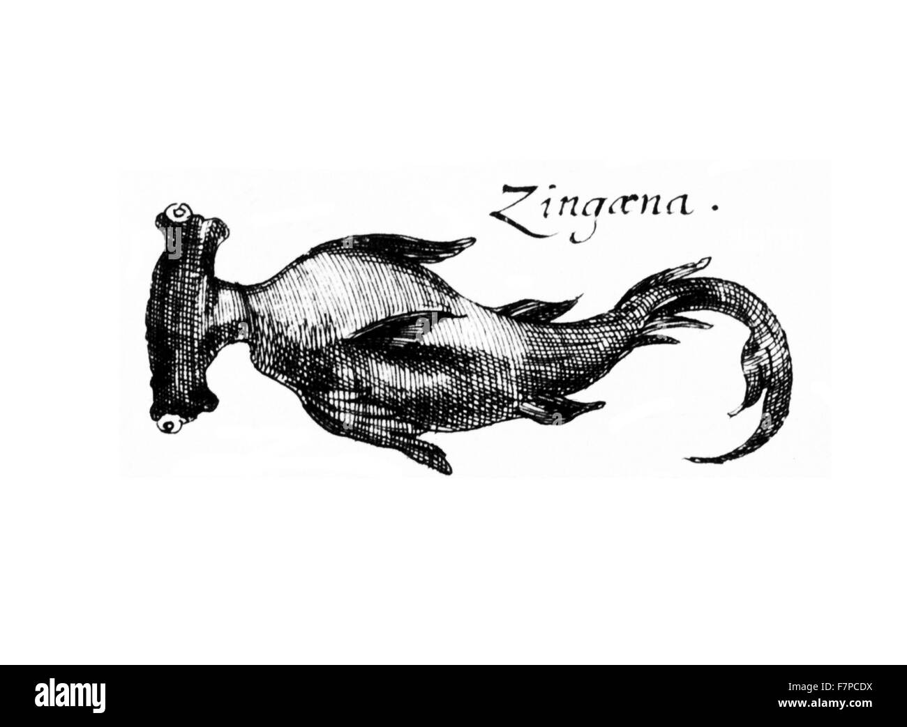 Pesce Zingaena illustrazione da 'Specula fisico-mathematico-historica" da Johann Zahn.1696 Foto Stock