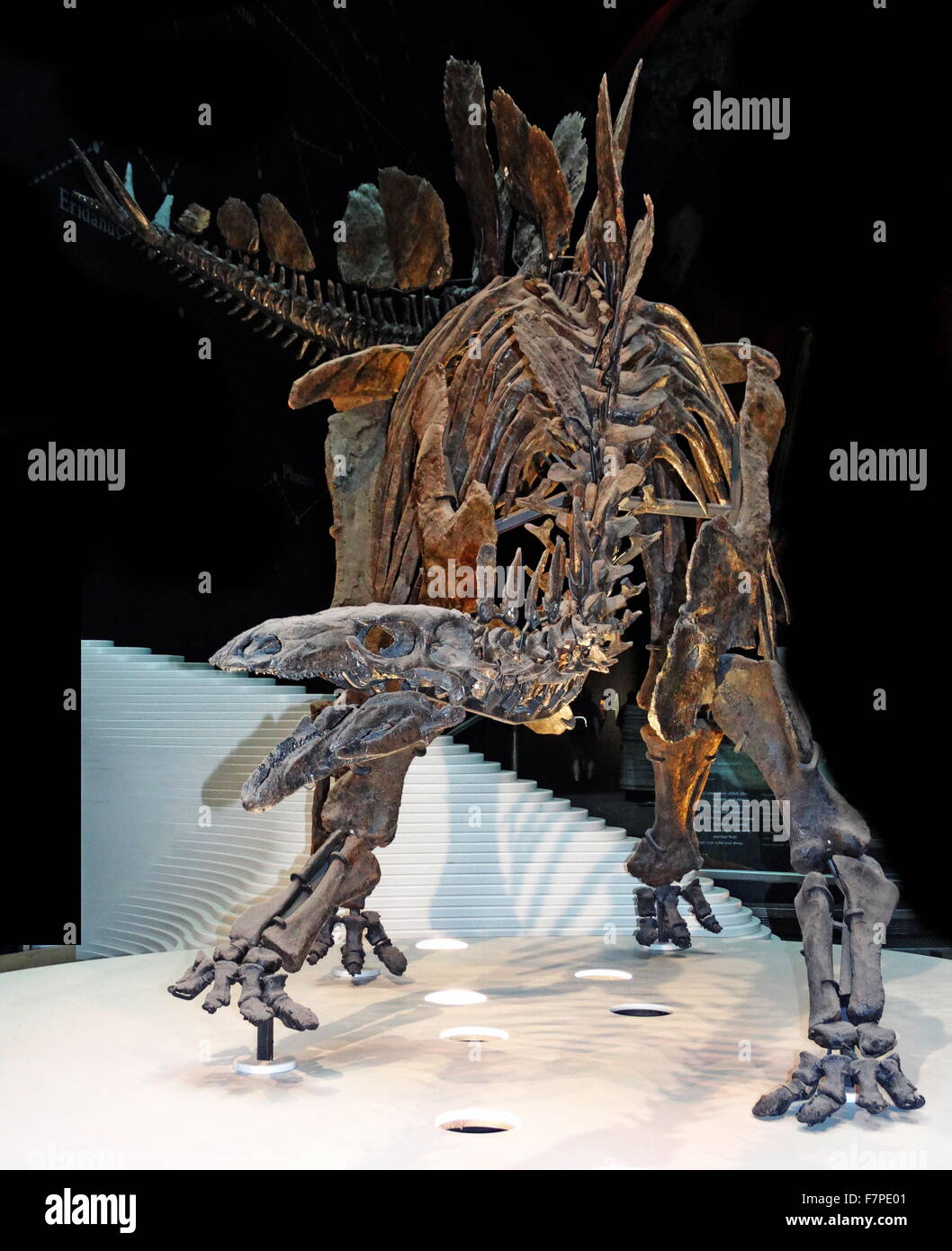 Un modello di Stegosaurus skeleton - un genere di armored stegosaurid dinosauro Foto Stock