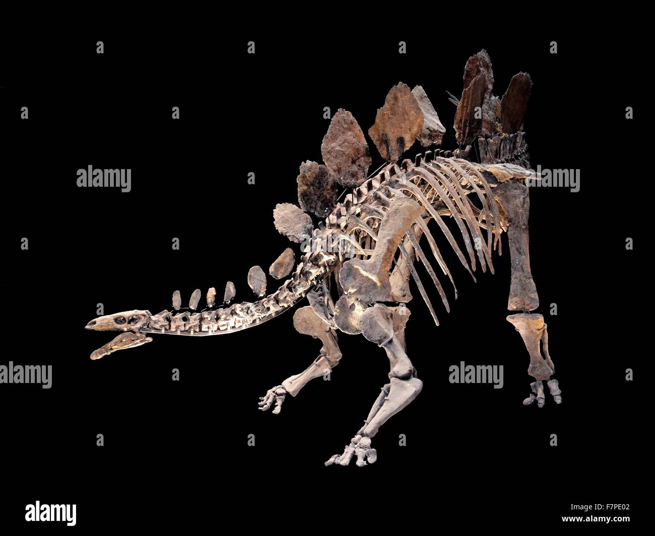 Un modello di Stegosaurus skeleton - un genere di armored stegosaurid dinosauro Foto Stock