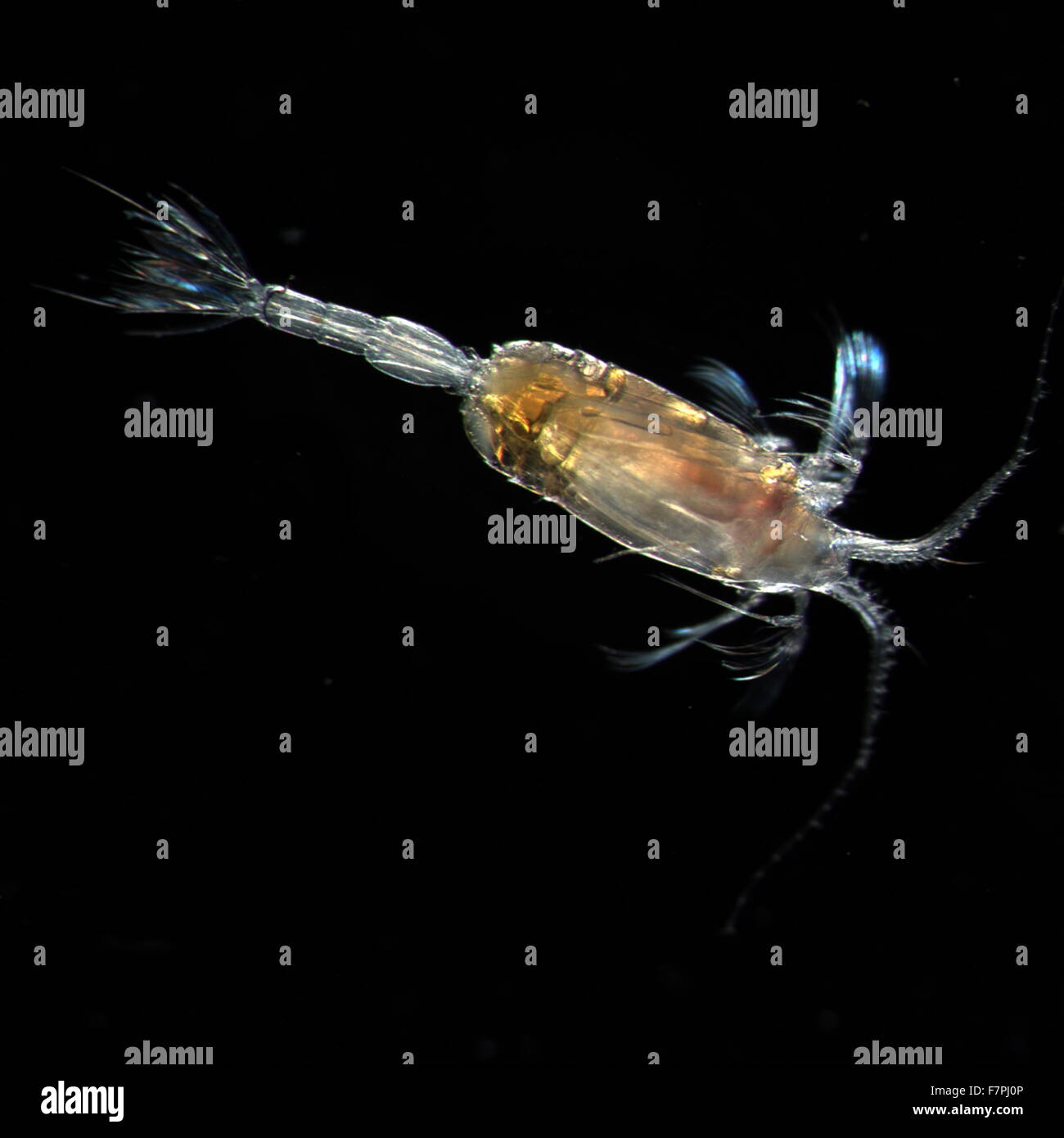 Il maschio della Scaphocalanus acrocephalus lo zooplancton. Datata 2005 Foto Stock