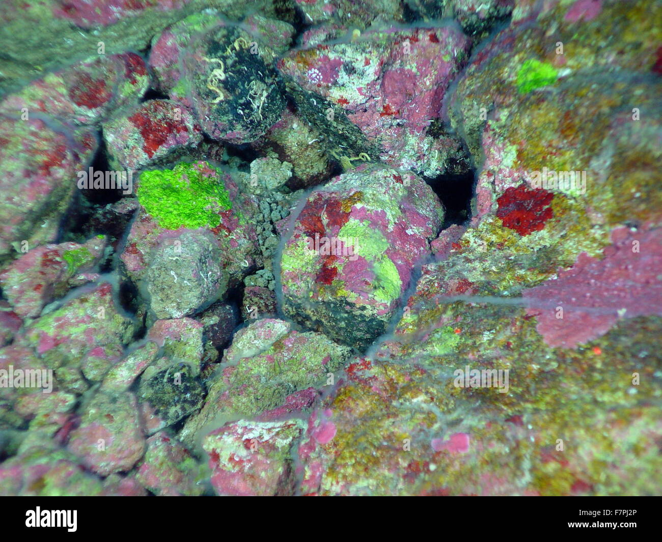 Le patch di rosse incrostanti e alghe verdi si trovano sotto filamentosi stuoie batteriche su superfici di roccia. Mariana Arc regione, Oceano Pacifico occidentale. Datata 2004 Foto Stock