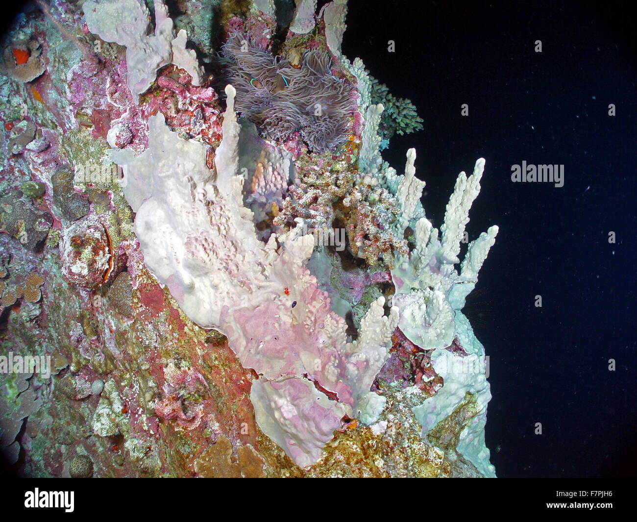 Parte superiore di una delle cupole centrale in Maug caldera, coperte in diversi tipi di coralli. Dal Mariana Arc regione, Oceano Pacifico occidentale. Datata 2004 Foto Stock