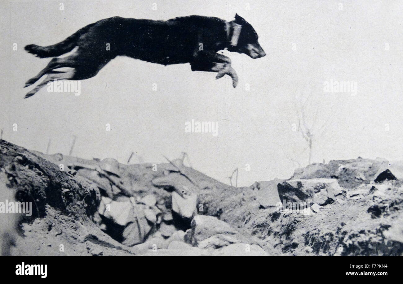 La prima guerra mondiale: Esercito Tedesco cane passa attraverso una trincea in Francia portando un messaggio tra avamposti Foto Stock