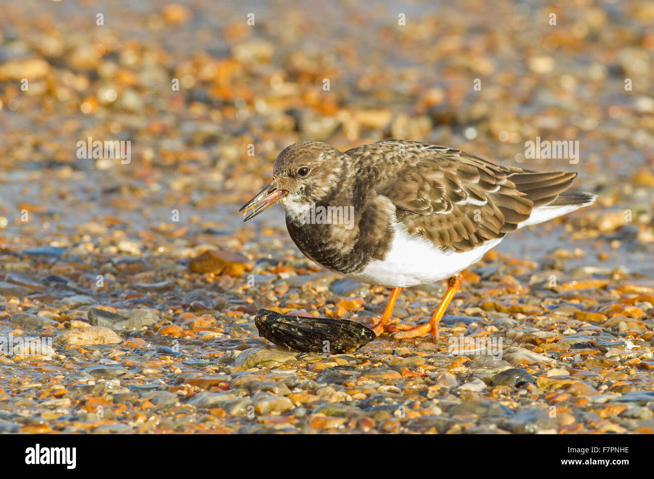 Alimentazione Turnstone Foto Stock