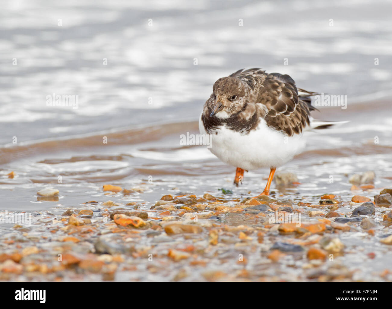 Turnstone su uno scivolo di Norfolk Foto Stock