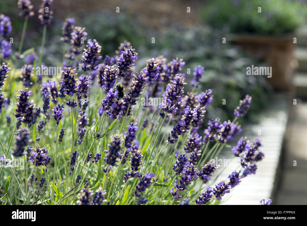 Coltivazione di lavanda in giardino a Plas Newydd Country House e giardini, Anglesey, Galles. Questo bel palazzo del XVIII secolo si trova sulle rive del Menai Strait con viste mozzafiato di Snowdonia. Foto Stock