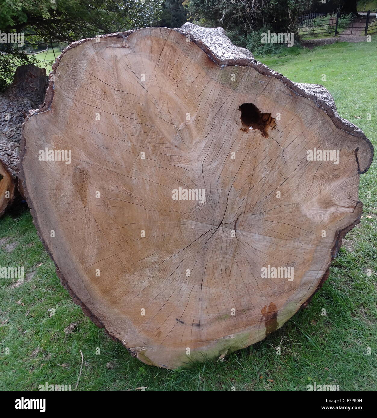 Una sezione trasversale di un albero caduto che mostra gli anelli interni che aiutano data la struttura ad albero. Foto Stock