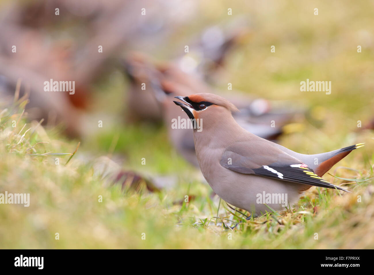Bere Waxwings (Bombycilla garrulus) Foto Stock