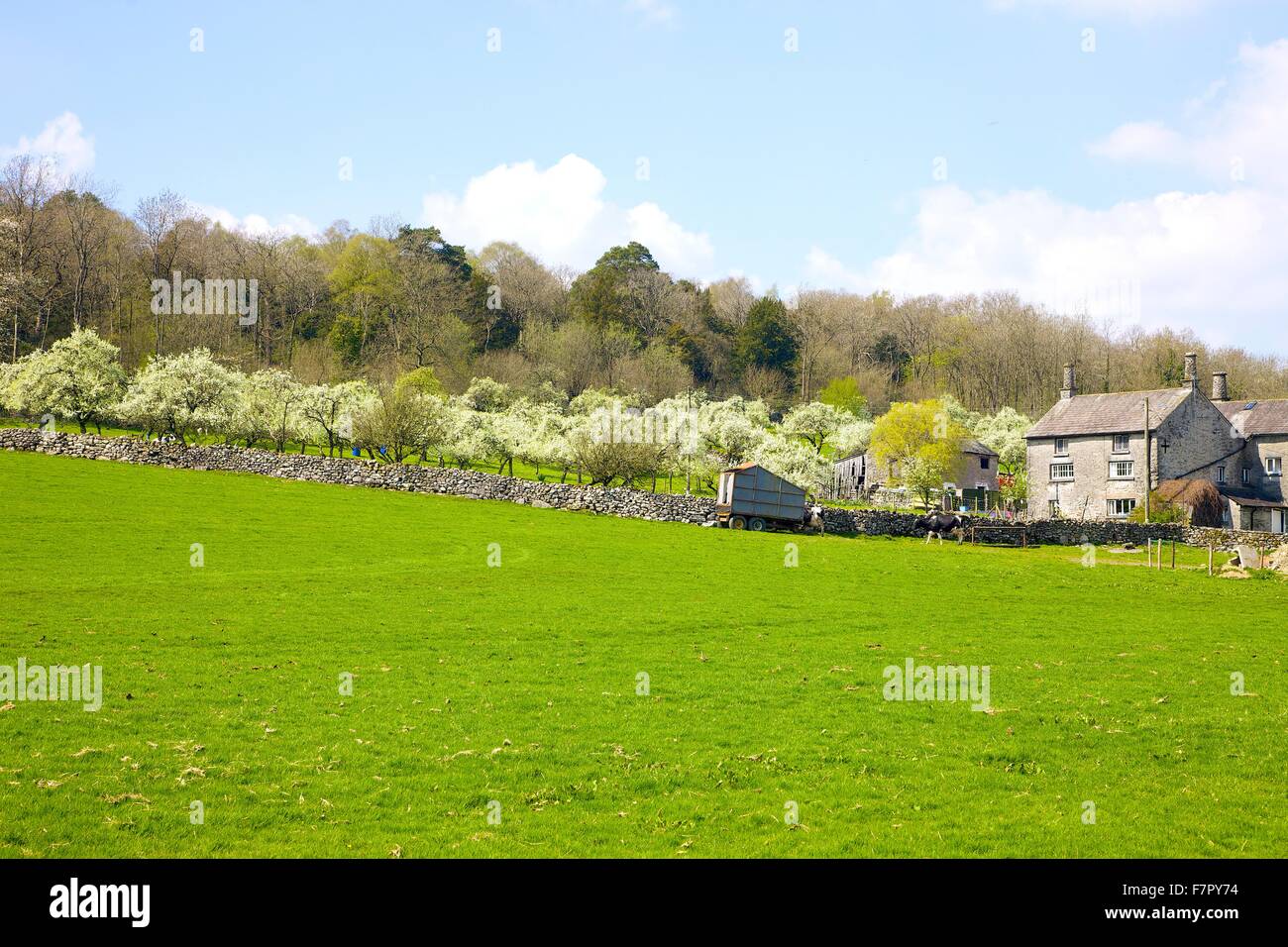 Lyth Valley. Flodder Hall Farm con struttura Damson frutteti in fiore. La Howe, Lyth Valley, Parco Nazionale del Distretto dei Laghi, UK. Foto Stock