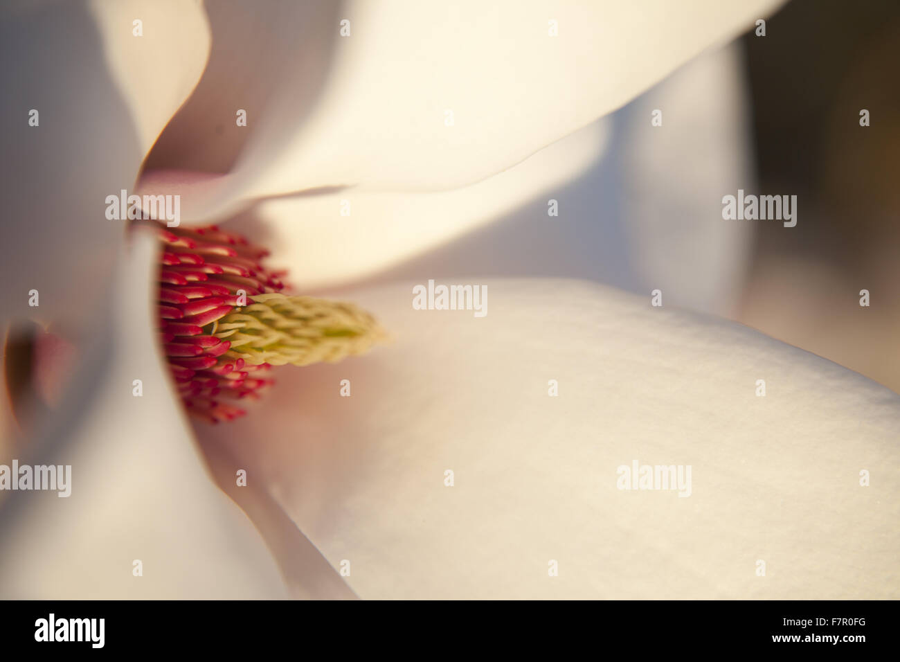 Dettaglio di una Magnolia 'Cecil bell' Fiore nei giardini a Nymans, West Sussex. La struttura ad albero viene chiamato dopo Cecil Nizza, il capo giardiniere a Nymans dal 1953 al 1980. Foto Stock