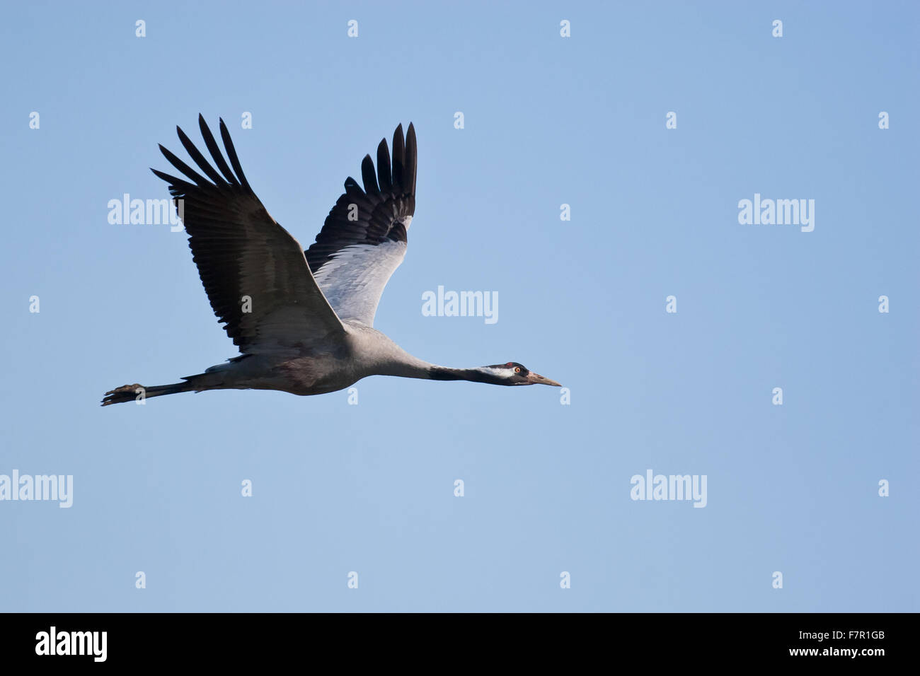 Gru grus grus in volo Foto Stock