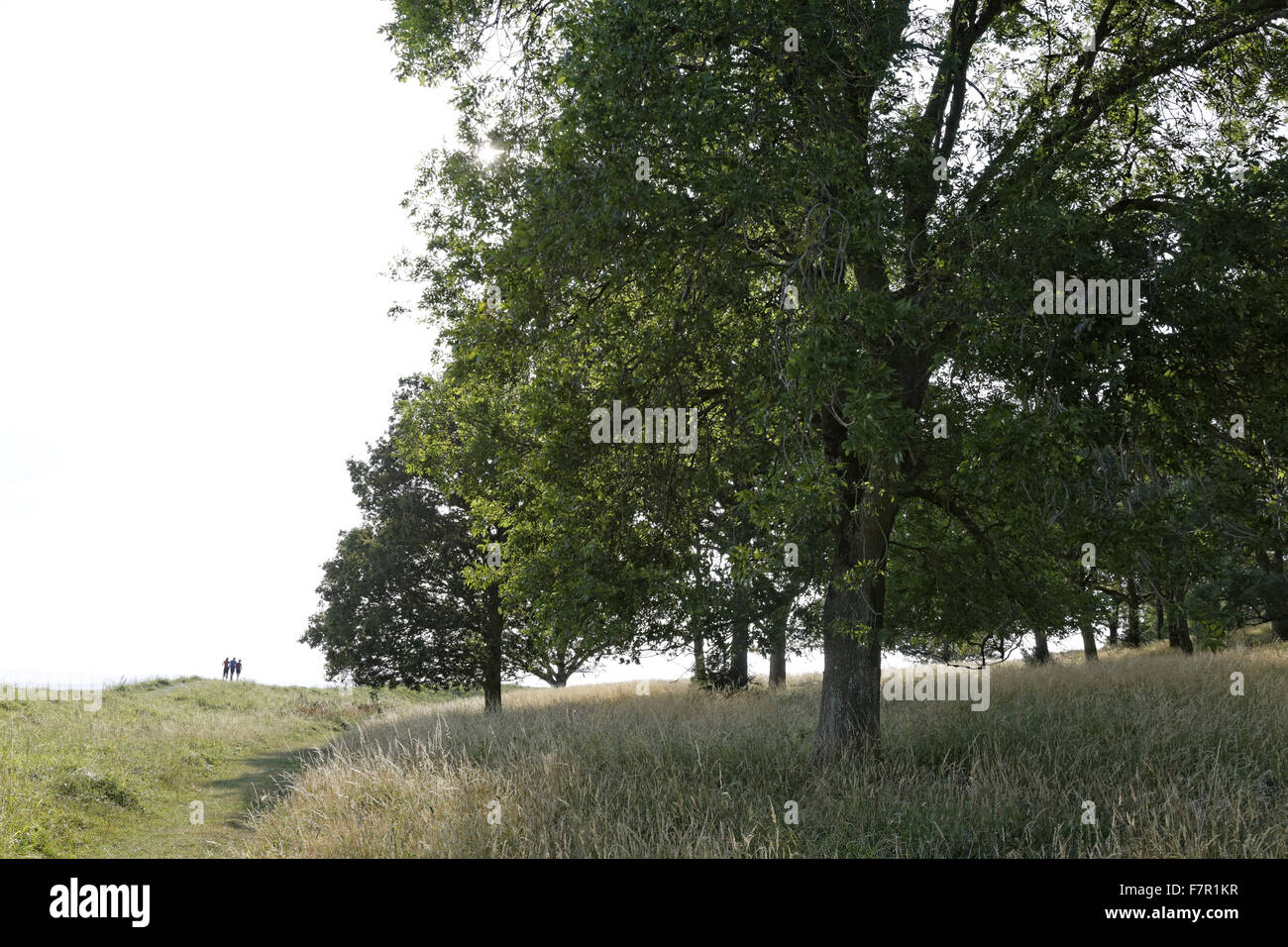 Alberi che crescono in estate a Kingston Lacy, Dorset. Kingston Lacy fu la casa della famiglia Bankes per più di 300 anni, e la sua collezione comprende capolavori di Rubens, Van Dyck, Tiziano e Brueghel. Foto Stock