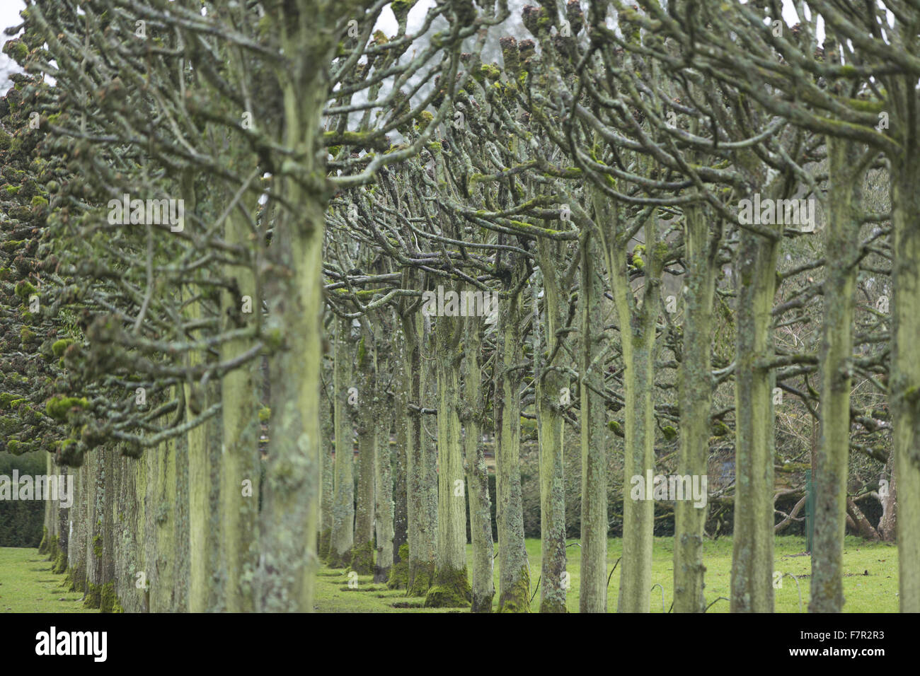 Gli alberi nei giardini a Mottisfont, Hampshire, d'inverno. Il giardino presenta alberi antichi, babbling brooks e prati ondulati. Foto Stock