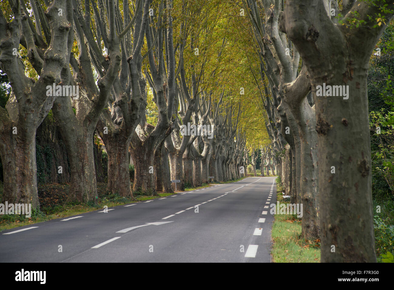 Viale di platani, nei pressi di San Remy de Provence, Foto Stock