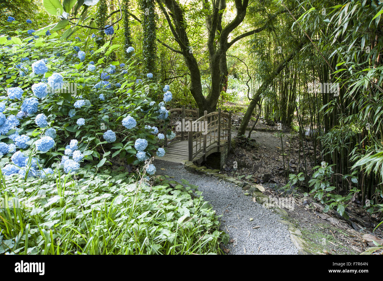 Bridge, circondato da ortensie e bambù, nel giardino di Coleton Fishacre, Devon. Il giardino di Coleton Fishacre è in una valle tumbling con vario ed esotico di piantare in basso verso il mare. Foto Stock