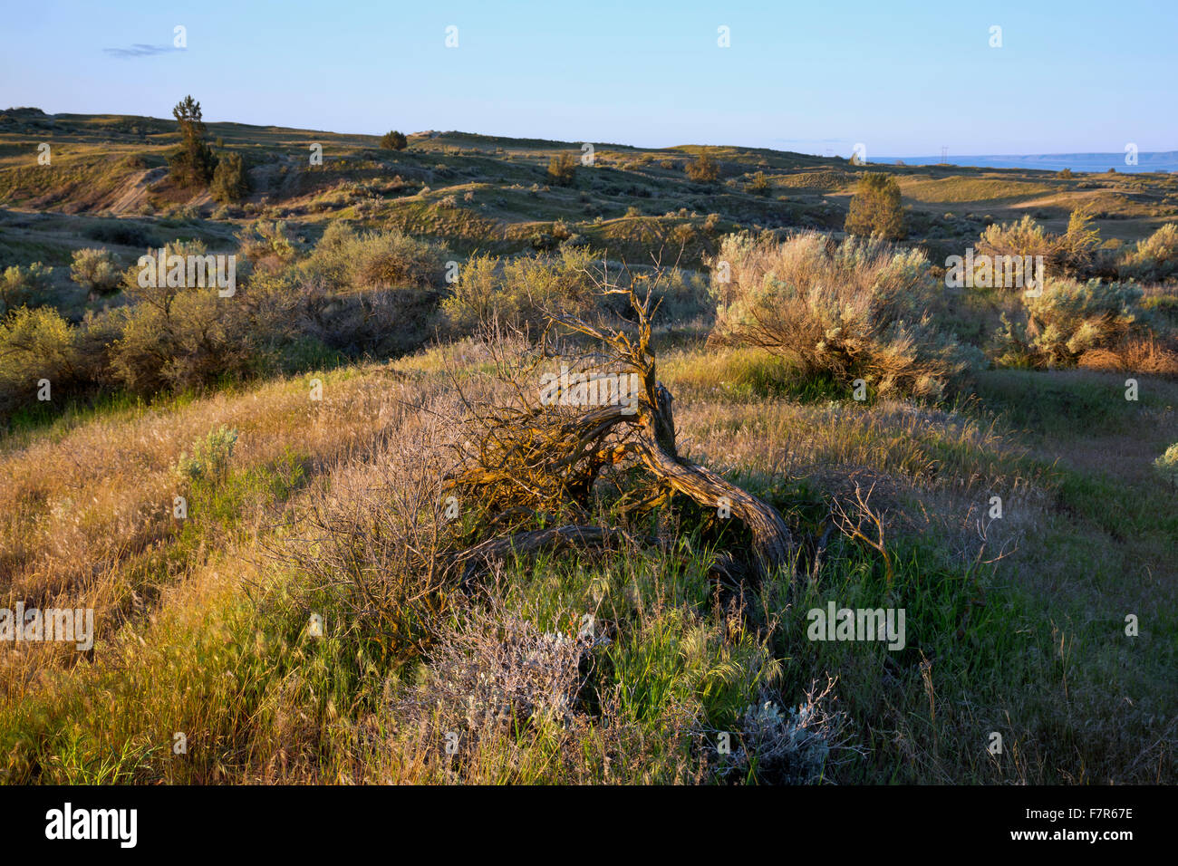 WA12199-00...WASHINGTON - Prato appena dentro il deserto confine dune di ginepro deserto si trova a nord di PASCO. Foto Stock