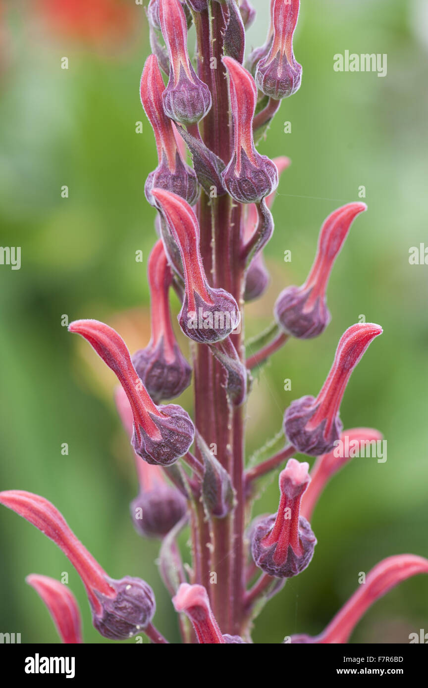 Lobelia tupa crescono nel giardino di Coleton Fishacre, Devon. Il giardino di Coleton Fishacre è in una valle tumbling con vario ed esotico di piantare in basso verso il mare. Foto Stock