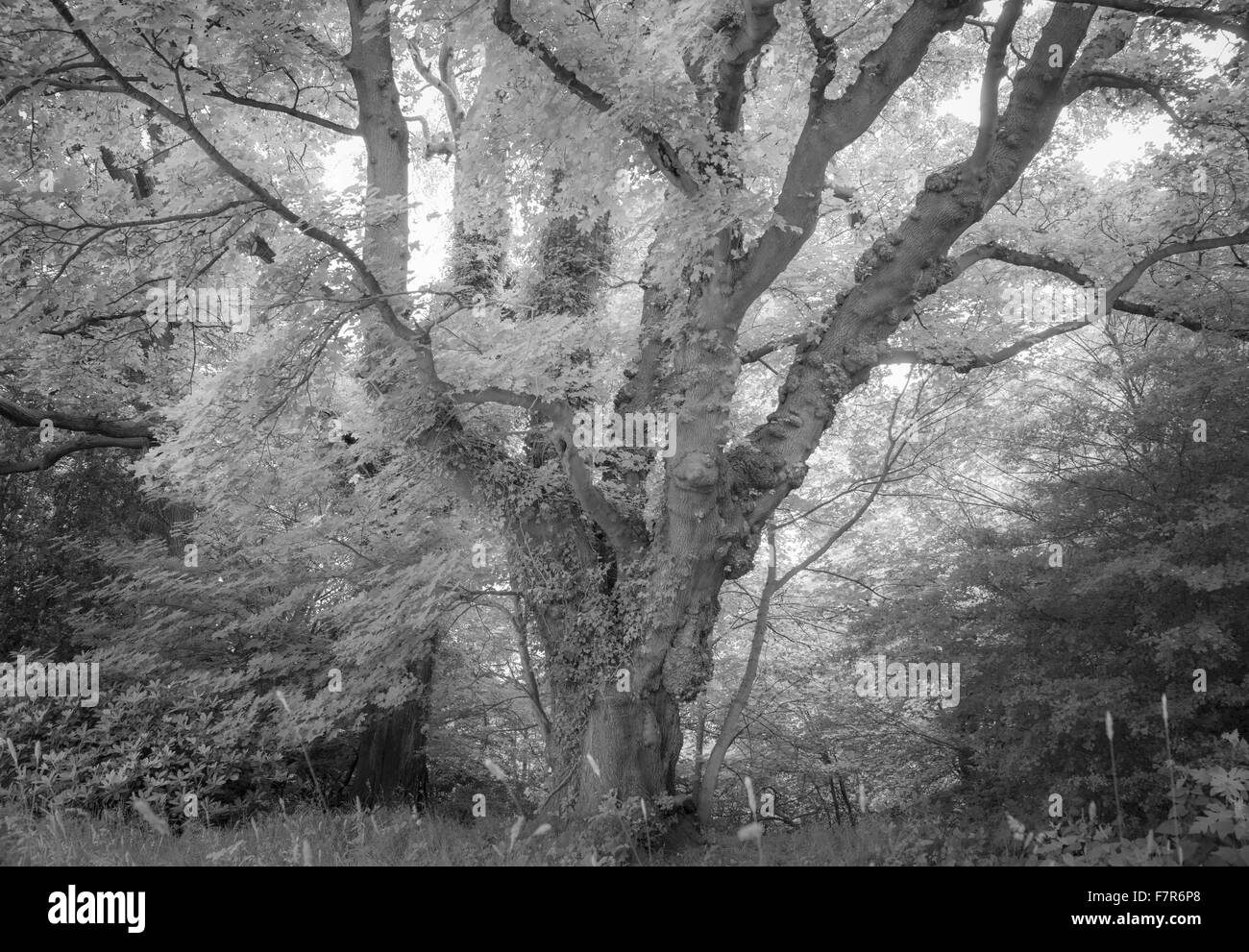 Un antico albero nella motivazione del Gibside, Tyne & Wear. Gibside è stato creato da uno degli uomini più ricchi in Georgian England, e offre viste fantastiche, ampi spazi aperti, affascinanti edifici storici e rovine. Foto Stock