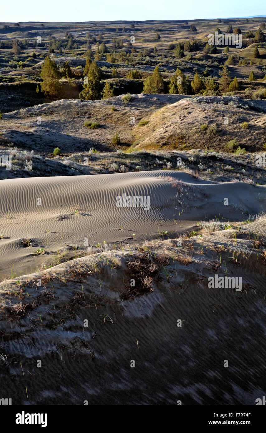 WA12208-00...WASHINGTON - vento modelli su una duna di sabbia nelle dune di ginepro Wilderness Area situata a nord di Tri-Cities. Foto Stock