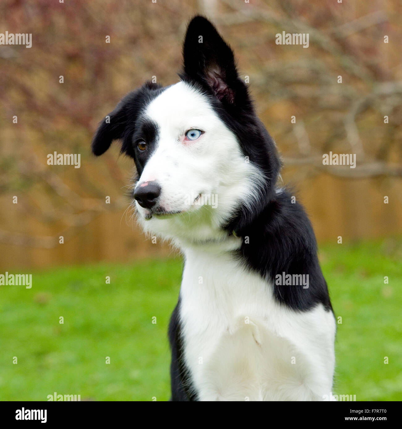 Border Collie testa Foto Stock