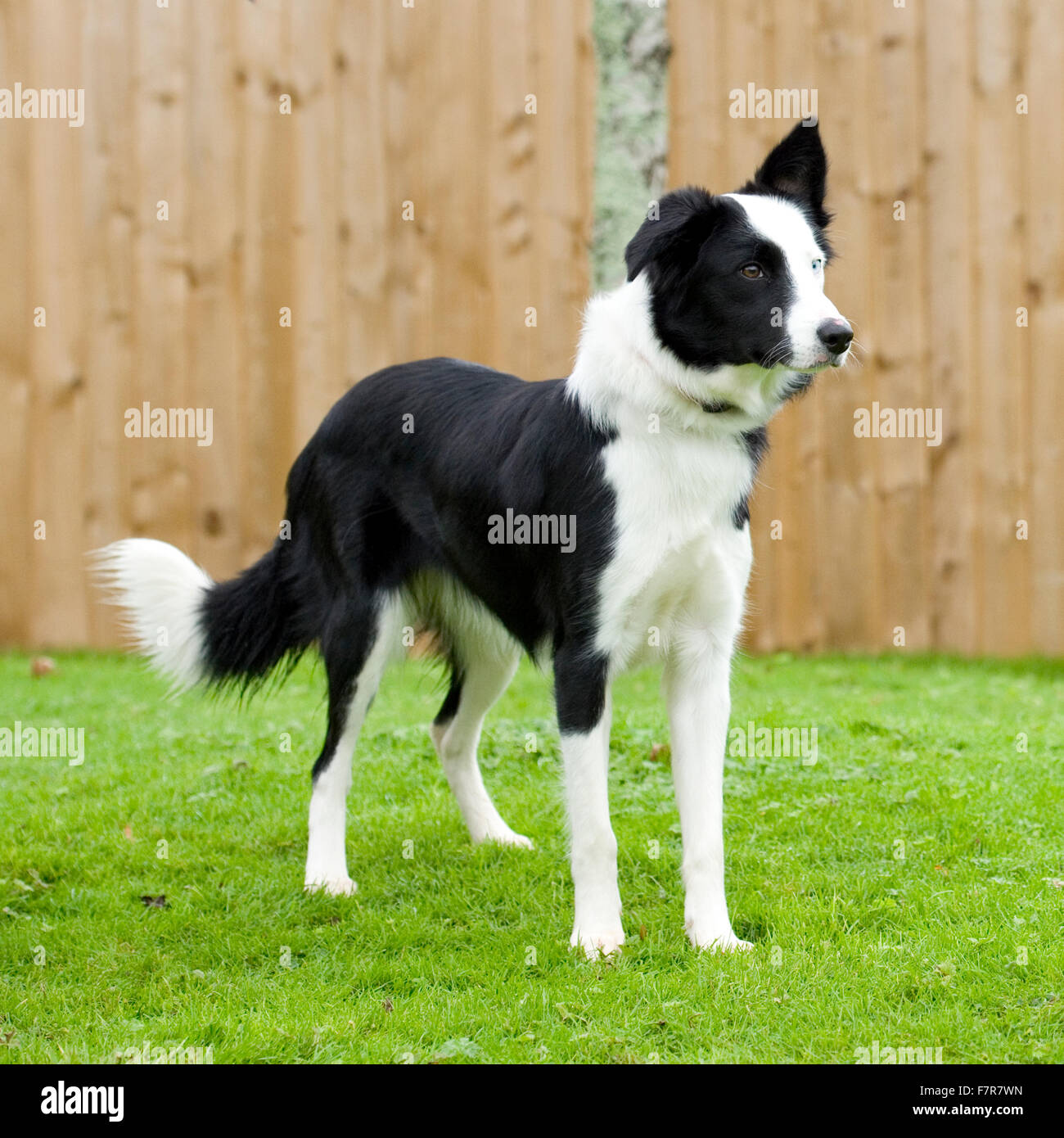 collie di bordo Foto Stock