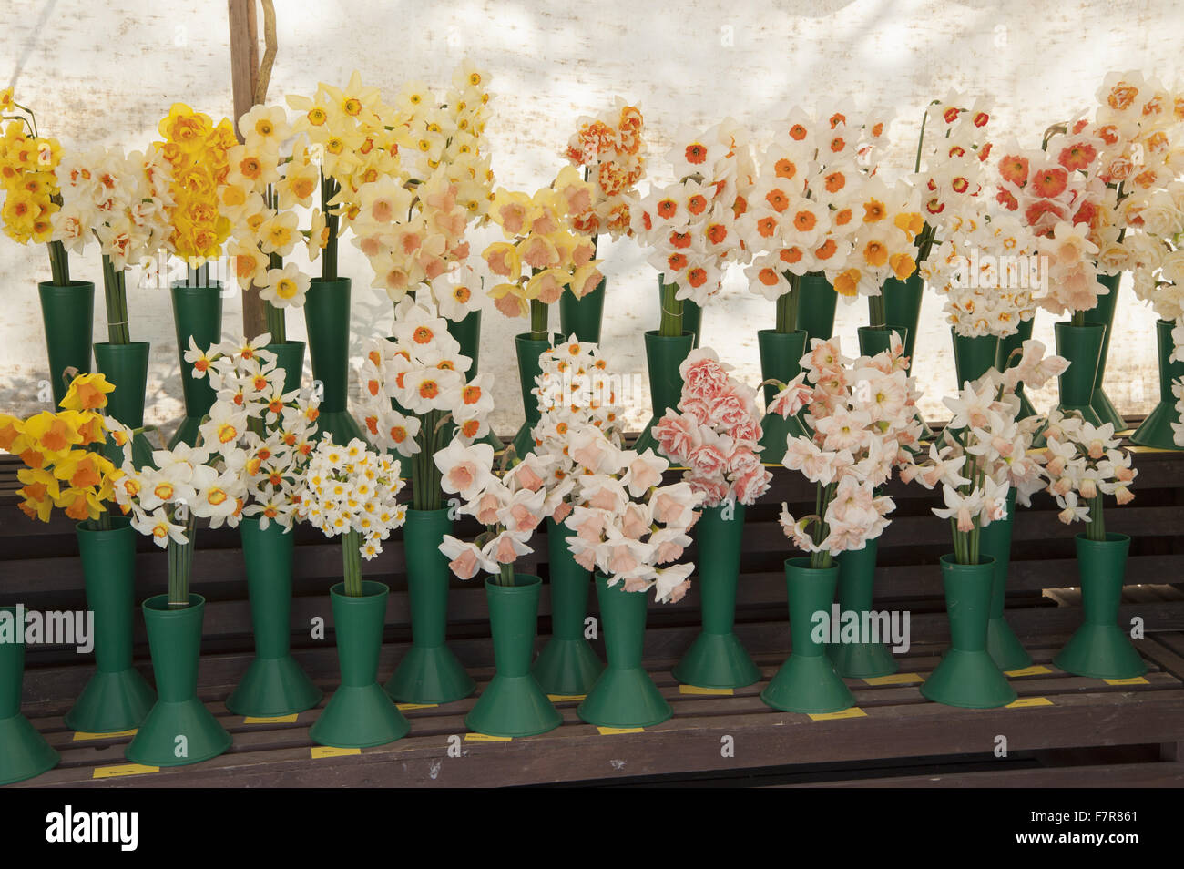 Daffodil (Narcissus) display forniti da produttori specializzati "R un picaro e Fentongollan' a Cotehele, Cornwall. Foto Stock