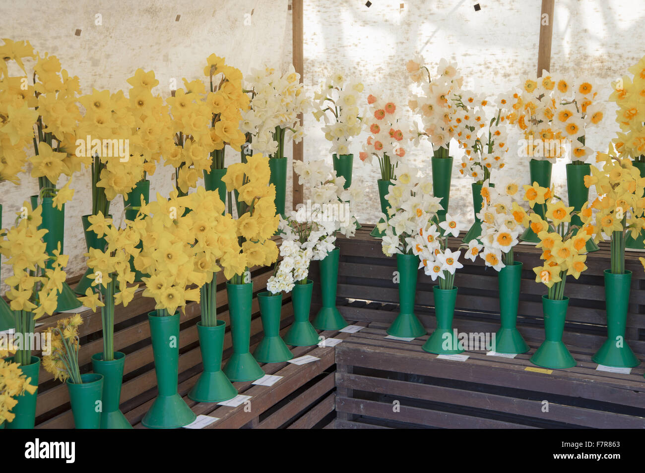 Daffodil (Narcissus) display forniti da produttori specializzati "R un picaro e Fentongollan' a Cotehele, Cornwall. Foto Stock