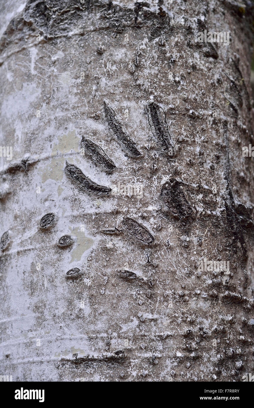 Un'immagine verticale della griffa animale segni nella corteccia di albero come egli fu scalata verso il tronco di albero Foto Stock