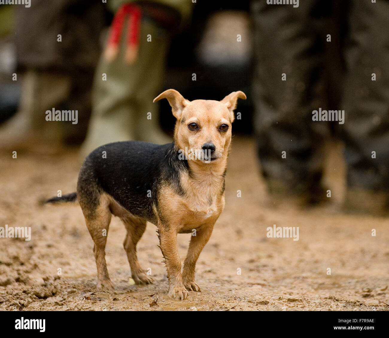 Jack Russell Terrier a fotografare Foto Stock