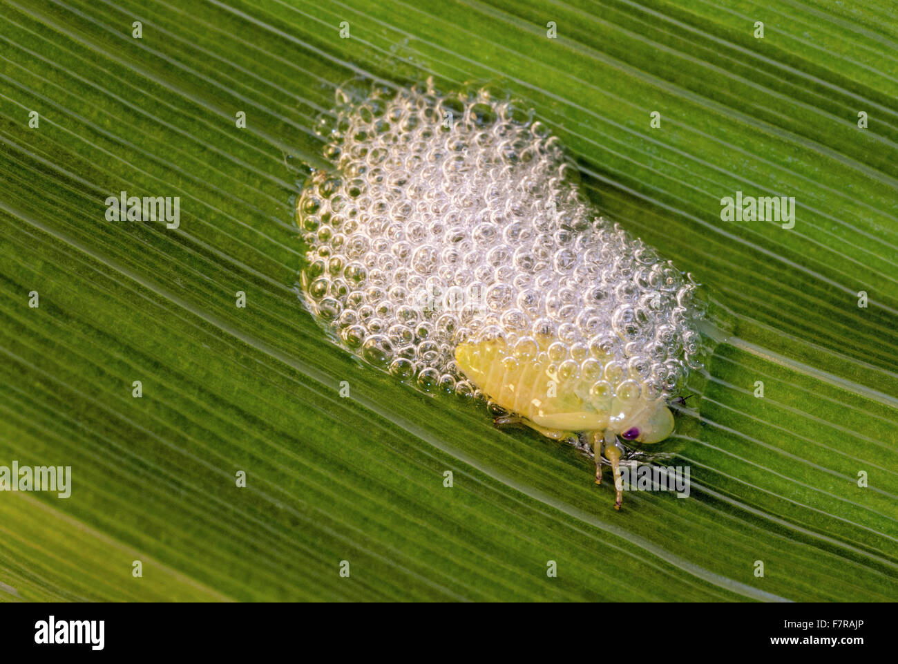 Comune Ninfa Froghopper, Philaenus spumarius, spumosi cuculo sputare su Broad Leaf Foto Stock