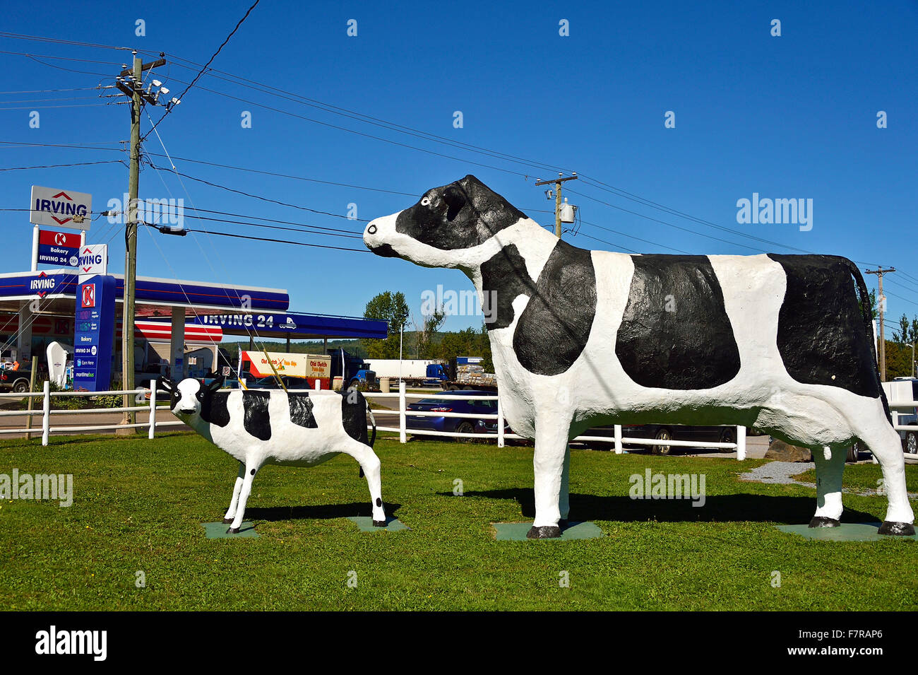 Margherita e latticello , statue di vacche da latte a Irving la stazione di benzina nel Sussex New Brunswick Canada Foto Stock