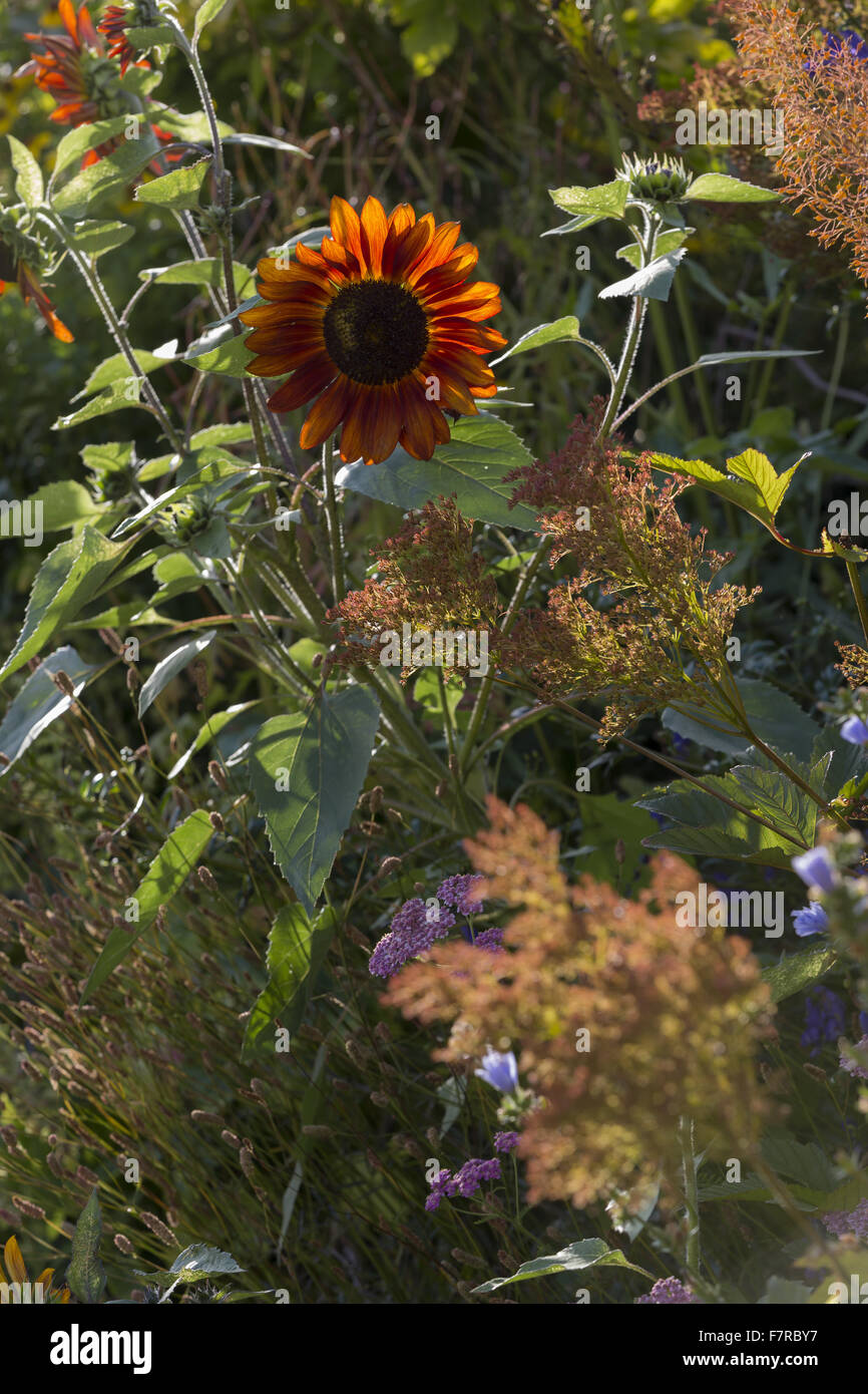 I fiori crescono in agosto nel giardino di casa Packwood Warwickshire. Packwood House ha origini giacciono nel XVI secolo, ma è stato ampiamente restaurato nel 1920s. Foto Stock