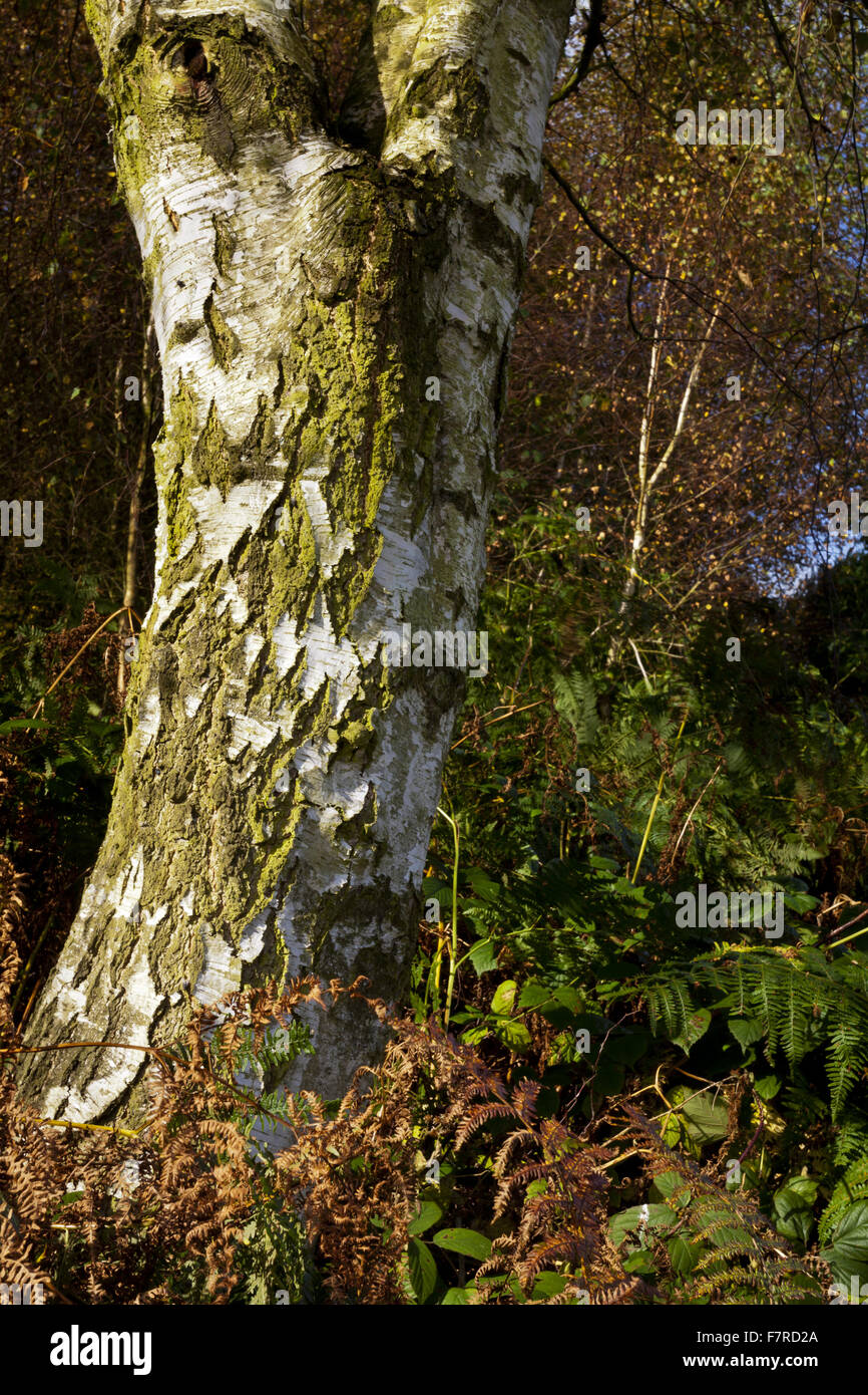 Argento betulla del Downs banche, Staffordshire. Foto Stock