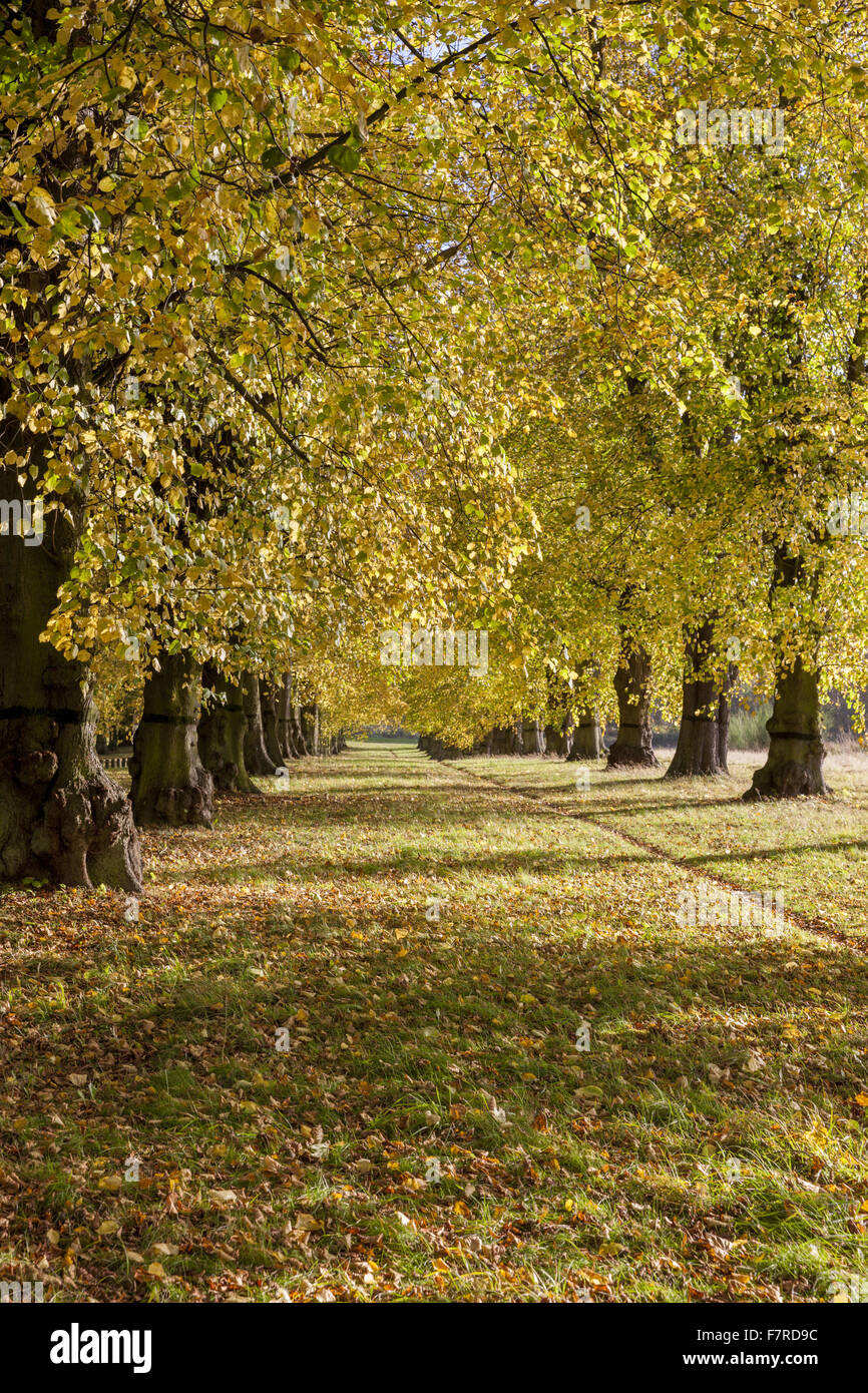 Lime Tree Avenue a Clumber Park, Nottinghamshire. Foto Stock