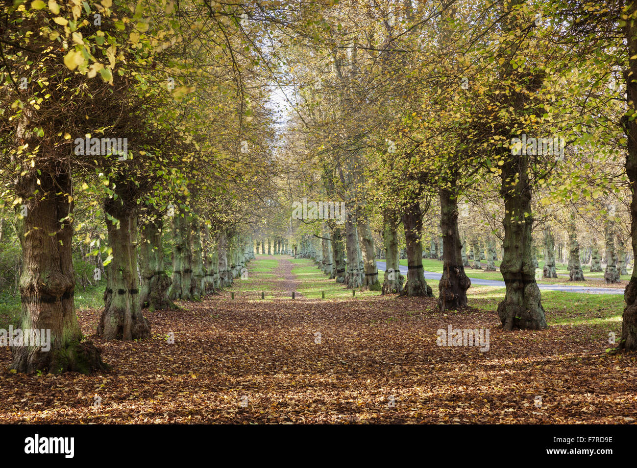 Lime Tree Avenue a Clumber Park, Nottinghamshire. Foto Stock
