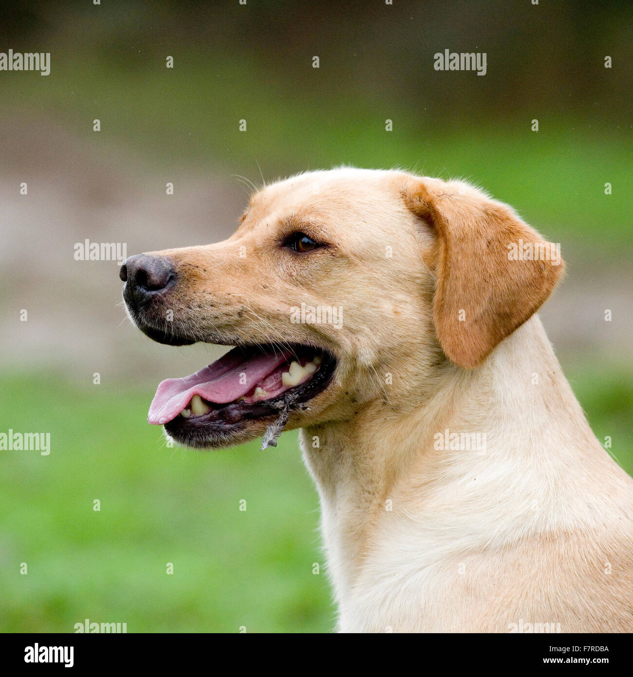 Giallo labrador retriever Foto Stock